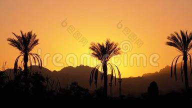 日落时的棕榈树。 太阳与山脉背景下的外来棕榈树剪影
